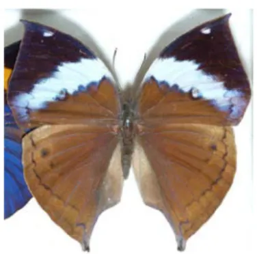 Gambar 4. Kupu-kupu kalima paralekta  Sumber: http://www.mongabay.co.id 