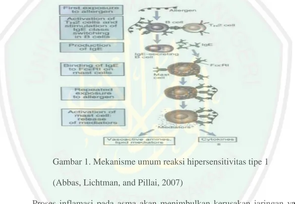 Gambar 1. Mekanisme umum reaksi hipersensitivitas tipe 1  (Abbas, Lichtman, and Pillai, 2007) 