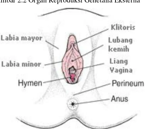 Gambar 2.2 Organ Reproduksi Genetalia Eksterna 