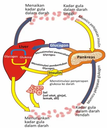 Gambar 2. Mekanisme Hormon Insulin dan Glukagon (DA, 2007)   