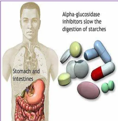 Gambar 9. Mekanisme Aksi Golongan Penghambat Alfa Glukosidase (Allan, 2008)   