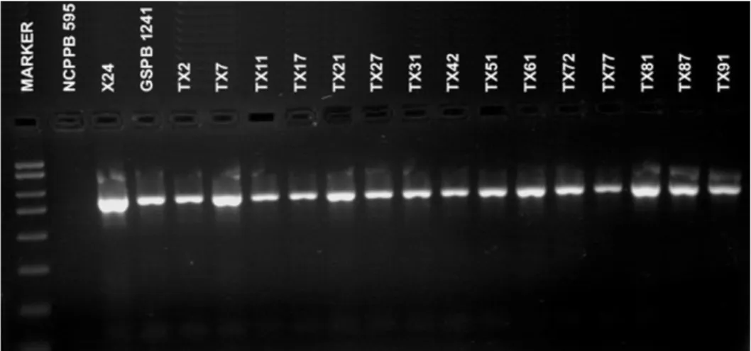 Fig. 3.  - Xanthomonas axonopodis pv. phaseoli: ampliﬁcation of a 730 bp DNA  fragment using X4e/X4c primers (photo Popović, T.).