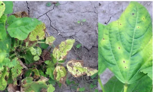 Fig.  4.  - Pseudomonas savastanoi pv. phaseolicola: (a)  primary infection, (b)   symptom on the leaf (Orig.)