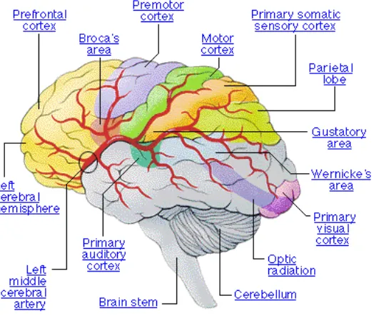 Gambar III.4. Anatomi Otak 