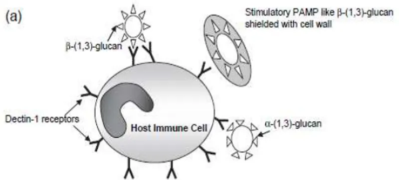 Gambar  5.  Mekanisme  menghindar  dari  sistem  imun  dengan  cara  pembentukan  molekul  pengumpan