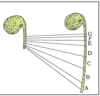 Gambar 3. Deteksi zona perpanjangan. Zona A, B, C, D yang langsung dekat ujung yang paling mengalami pemanjangan