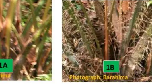 Figure 1: Appearance of sago palm growth at the time of russet stage.  Spineless  type (1A) and 
