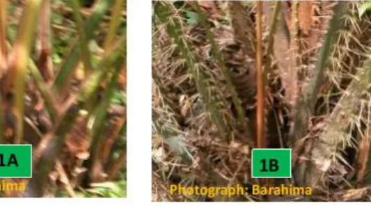 Figure 1: Appearance of sago palm growth at the time of russet stage.  Spineless  type (1A) and 