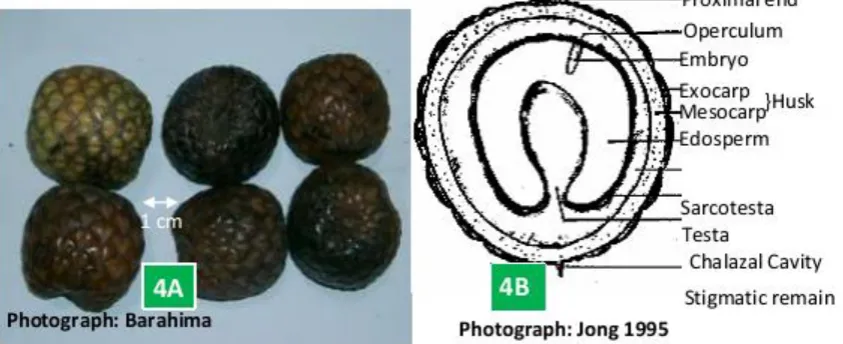Figure 2: Morphological appearance of sago palm in the trunk stage. Spineless (2A), short spines (2B), and long spines (2C)
