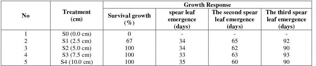 Figure 4: Appearance of sucker growth after the age of four months. Sucker growth of small diameter, treatment D1 (A) and the growth of large diameter Sucker, D5 treatment (B) 