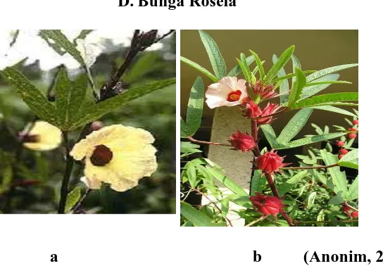 Gambar 1. Tanaman Bunga Rosela 