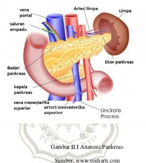 Gambar II.I Anatomi Pankreas 