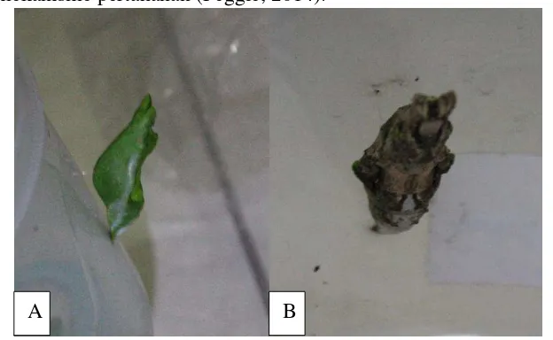 Gambar 2.8. Pupa Papilio memnon; A. Pupa Papilio memnon berwarna hijau; B. Pupa Papilio memnon berwarna coklat Sumber : Dokumentasi Pribadi, 2015 