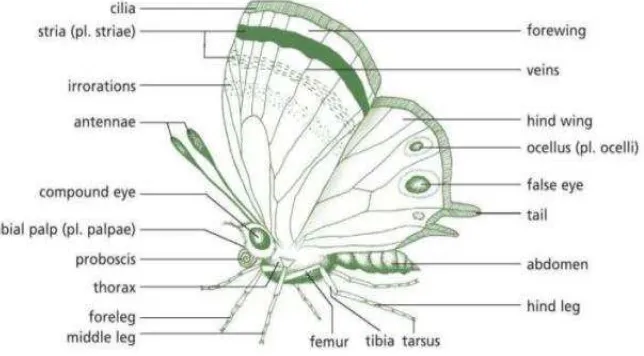 Gambar 2.9. Morfologi Imago Ordo Papilionidae 