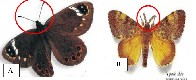 Gambar 2.1. Tipe Antena Kupu-kupu; A. Kupu-kupu siang ; B. Kupu-kupu malam (moth) Sumber : Carter, 1992 