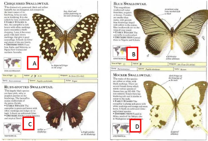 Gambar 2.3. Beberapa Contoh Kupu-kupu Swallow tails ; A. Papilio demoleus ; B. Papilio zalmoxis ; C