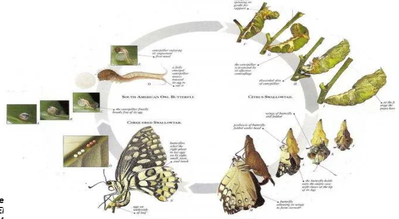 Gambar 2.4. Morfologi Papilio memnon jantan dan betina Sumber : Wangdi dan Sherub, 2012 