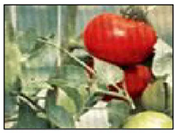 Gambar 2. Buah tomat
