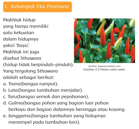Gambar 2.2 Pohon cabai rawit.