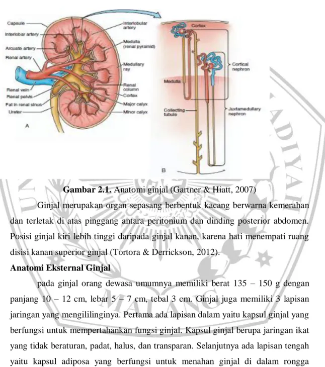 Gambar 2.1. Anatomi ginjal (Gartner &amp; Hiatt, 2007) 