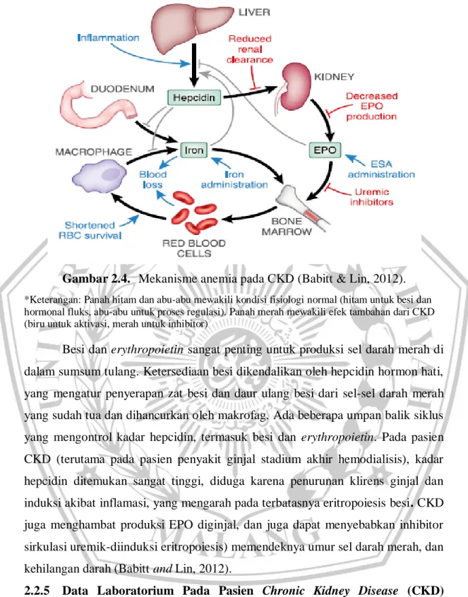 Gambar 2.4.  Mekanisme anemia pada CKD (Babitt &amp; Lin, 2012). 