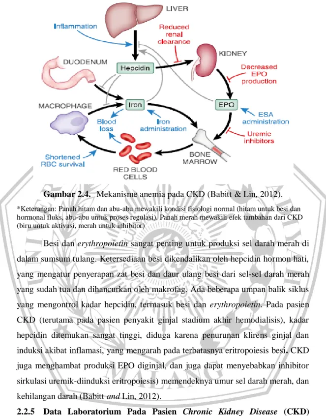 Gambar 2.4.  Mekanisme anemia pada CKD (Babitt &amp; Lin, 2012). 