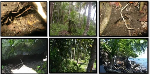 Gambar 3. Kondisi lubang dan lokasi penangkapan kepiting kelapa   (a,b,c) di Desa Idamdehe Kecamatan Jailolo Kabupaten Halmahera Barat dan  
