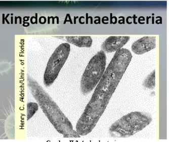 Gambar II.2 Archaebacteria(the6kingdomofclassification.weebly.com, 2015)
