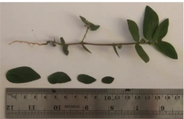 Gambar 1. Daun Euphorbia hirta L 