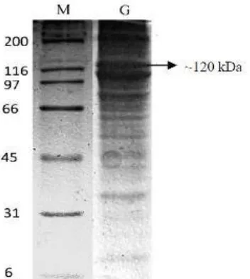 Gambar 3. Identifikasi gelatin tulang (b) dan kulit ikan beloso (c) serta gelatin babi (d) (Taheri et al