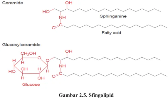 Gambar 2.4. Struktur Phospholipid