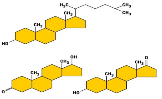 Gambar 2.6. Struktur Steroid