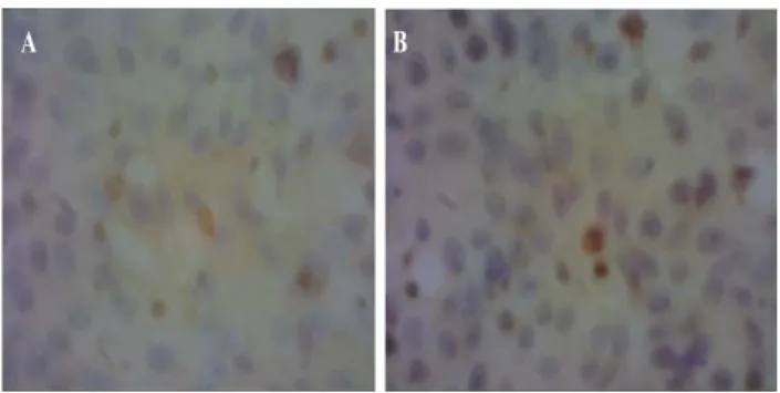 Foto mikroskopis  pada perbesaran 40 x  10 sediaan imunositokimia SBPC  meng-gunakan antibodi monoklonal DSSE10,  sel vero yang diinfeksi virus Dengue  2 yang diinkubasi 1 hari (A perlakuan  kurkumin 6,25 ppm, B perlakuan  PGV-0 1,5625 ppm)
