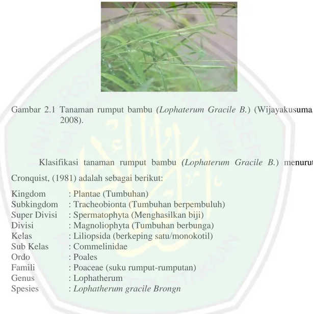 Gambar  2.1  Tanaman  rumput  bambu  (Lophaterum  Gracile  B.)  (Wijayakusuma,  2008)