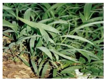 Gambar 2.1 Rumput  bambu (Lophatherum gracile Brongn) (Wijayakusuma,  2005) 