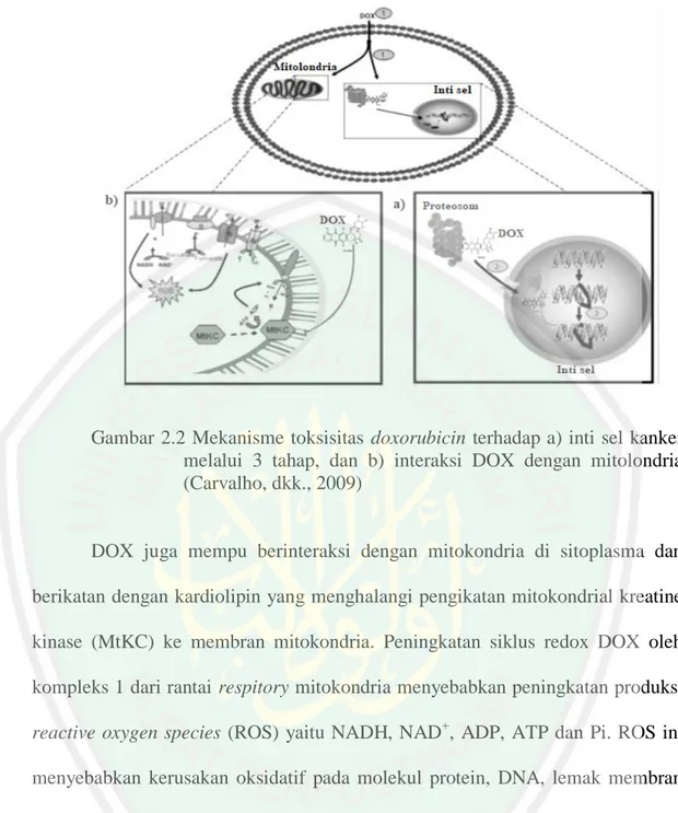 Gambar 2.2 Mekanisme toksisitas  doxorubicin terhadap a) inti sel kanker  melalui  3  tahap,  dan  b)  interaksi  DOX  dengan  mitolondria  (Carvalho, dkk., 2009) 