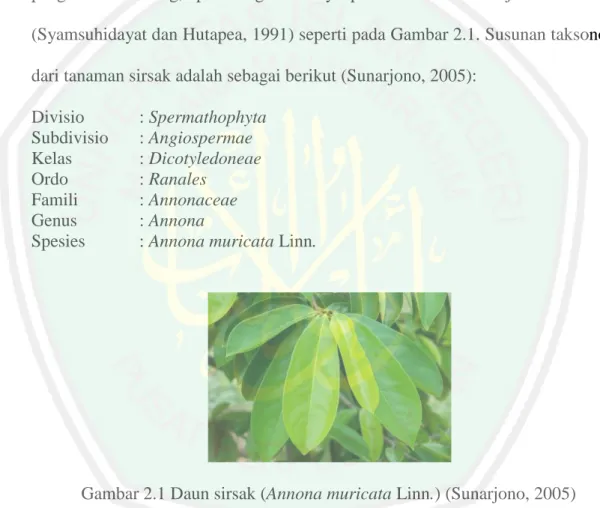 Gambar 2.1 Daun sirsak (Annona muricata Linn.) (Sunarjono, 2005) 