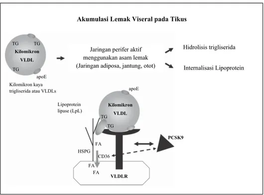 Gambar  2.  Akumulasi  lemak  viseral  pada  tikus  tanpa  PCSK9.  Ikatan  VLDL  atau  kilomikron kaya trigliserida pada VLDLR membentuk kompleks dengan HSPG dan  Lipoprotein  Lipase,  yang  menghidrolisa  trigliserida  menjadi  asam  lemak  bebas  yang  m