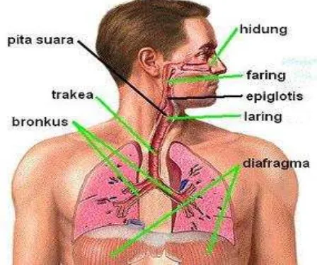 Gambar 2.1 Struktur pernafasan pada manusia 