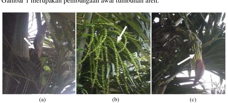 Gambar 1 merupakan pembungaan awal tumbuhan aren.