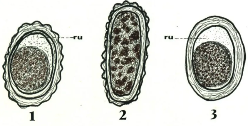 Gambar 2.2 telur A. lumbricoides 1. Telur fertile 2. Telur  infertile 3. Telur dengan rongga terkelupas 