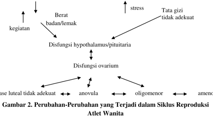 Gambar 2. Perubahan-Perubahan yang Terjadi dalam Siklus Reproduksi  Atlet Wanita  Tata gizi   tidak adekuat stress Berat badan/lemak kegiatan Disfungsi hypothalamus/pituitaria Disfungsi ovarium 