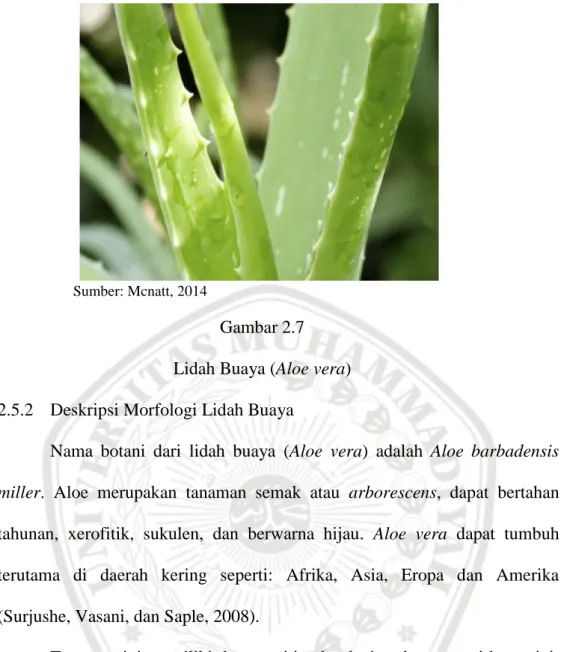 Gambar 2.7  Lidah Buaya (Aloe vera)  2.5.2  Deskripsi Morfologi Lidah Buaya 