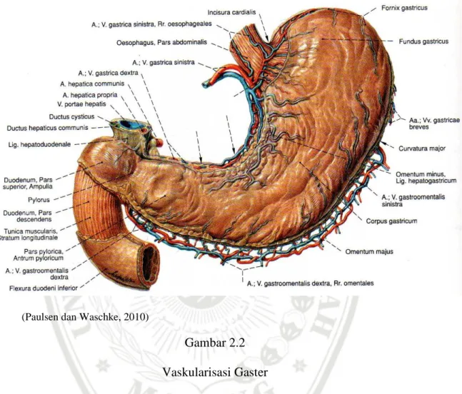 Gambar 2.2  Vaskularisasi Gaster 