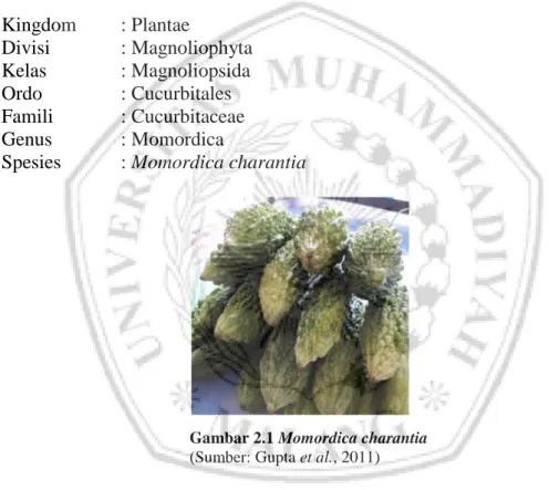 Gambar 2.1 Momordica charantia  (Sumber: Gupta et al., 2011)