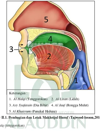 Gambar II.1. Pembagian dan Letak Makhrijul Huruf (Tajweed-lesson,2014) 