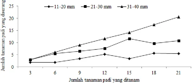 Gambar 2.  Jumlah bibit padi yang diserang berdasarkan ukuran keong mas: (a). 31-40 mm; (b) 21-30 mm; (c)