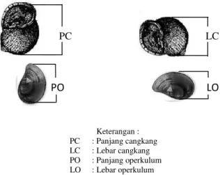 Gambar 1. Pengukuran Morfometri Keong Mas (Wahyono, 2005). 