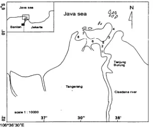 Figure 2: Mapping of eight sampling point at CisadaneRiver estuary located at Tanjung Burung, Tangerang