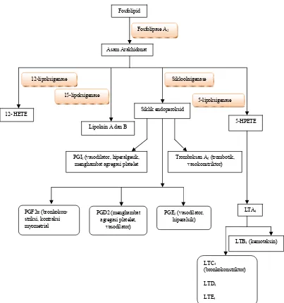 Gambar 8. Proses pembentukan eicosanoid dari asam arakhidonat melalui jalur siklooksigenase dan lipooksigenase (Rang dkk, 2003)